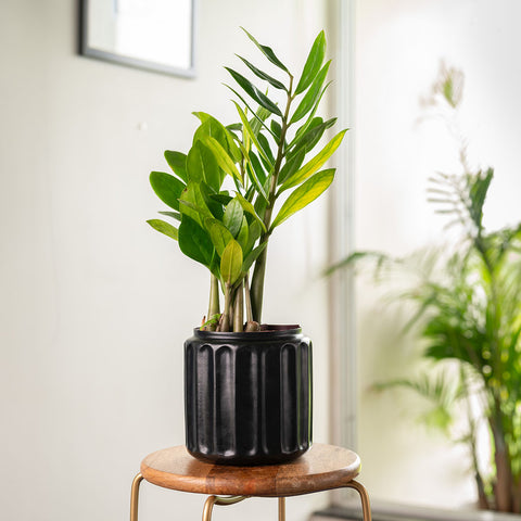 Zamia Green - ZZ Plant with Medium Metal Self Watering Pot