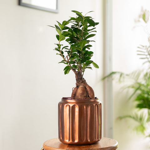 Lucky Bonsai Plant with Medium Metal Self Watering Pot