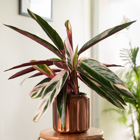Calathea Triostar Plant with Medium Metal Self Watering Pot