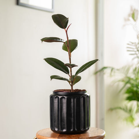 Black Rubber Plant with Medium Metal Self Watering Pot