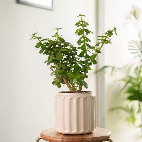 Lucky Jade Plant with Medium Metal Self Watering Pot
