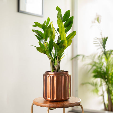 Zamia Green - ZZ Plant with Medium Metal Self Watering Pot