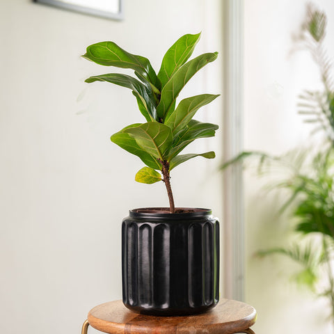 Fiddle Fig Plant with Medium Metal Self Watering Pot