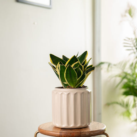 Golden Hahnii Snake Plant with Medium Metal Self Watering Pot