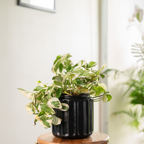 Money N'Joy Plant with Medium Metal Self Watering Pot