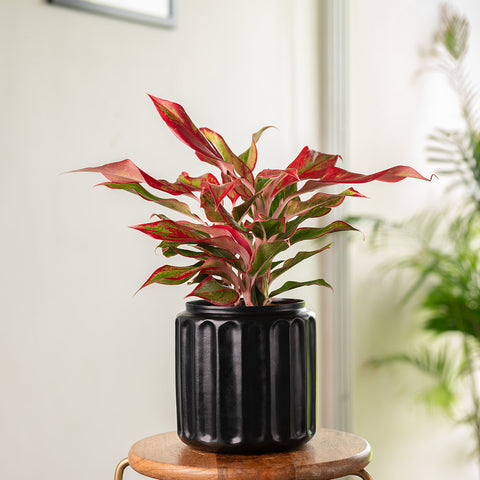 Aglaonema Lipstick Plant with Medium Metal Self Watering Pot