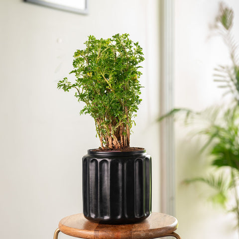 Aralia Green Plant with Medium Metal Self Watering Pot