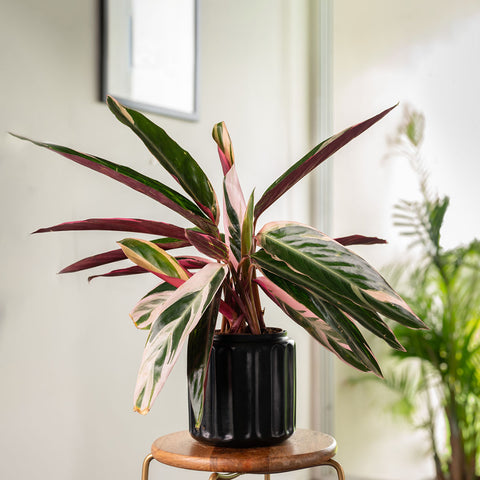 Calathea Triostar Plant with Medium Metal Self Watering Pot