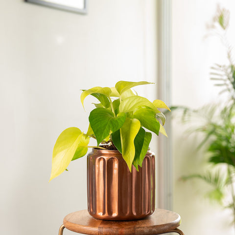 Golden Money Plant with Medium Metal Self Watering Pot