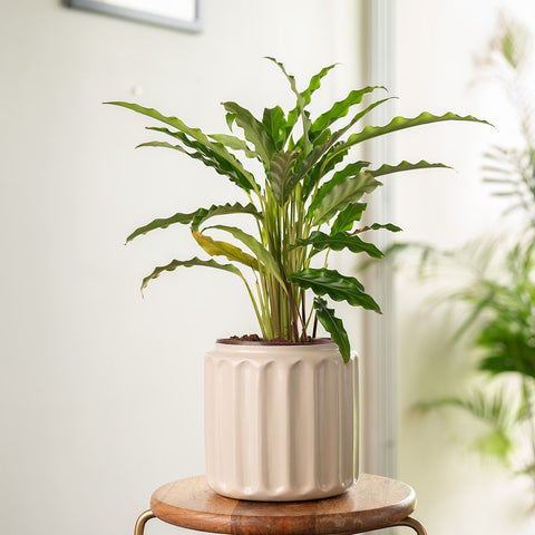 Calathea Rufibarba Plant with Medium Metal Self Watering Pot