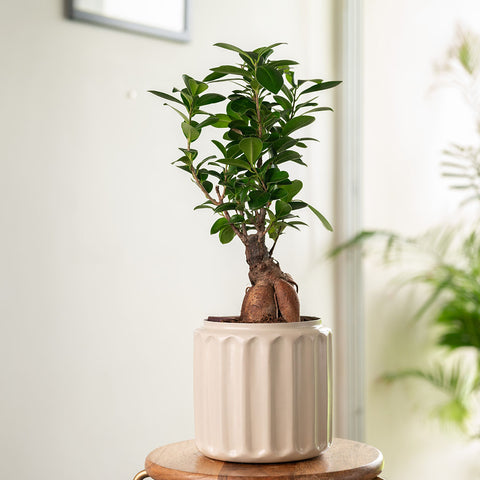 Lucky Bonsai Plant with Medium Metal Self Watering Pot