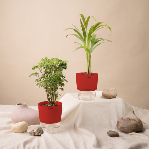 Set of 2 - Areca Palm & Aralia Green Plant