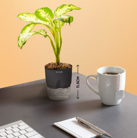 Set of 2 - Dieffenbachia & Spider Plant