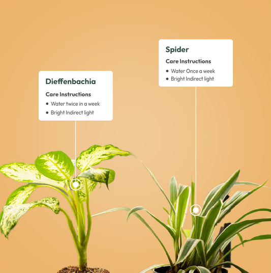 Set of 2 - Dieffenbachia & Spider Plant
