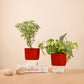 Set of 2 - Money variegated & Aralia Variegated Plant