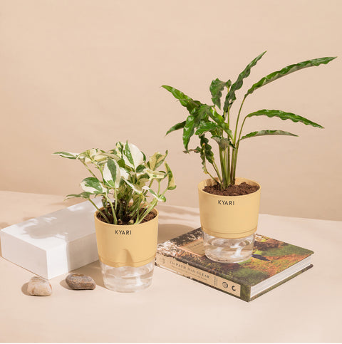 Set of 2 - Money N'Joy & Calathea Rufibarba Plant