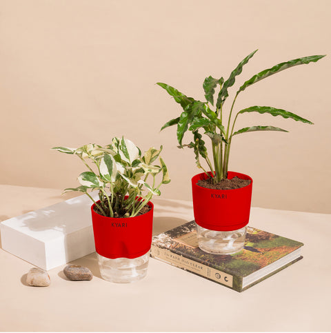 Set of 2 - Money N'Joy & Calathea Rufibarba Plant