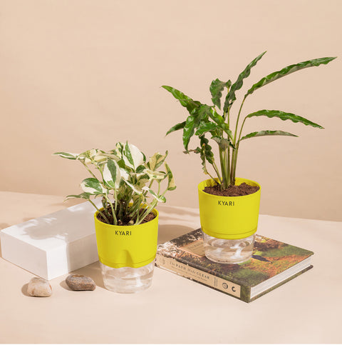 Set of 2 - Money N'Joy & Calathea Rufibarba Plant