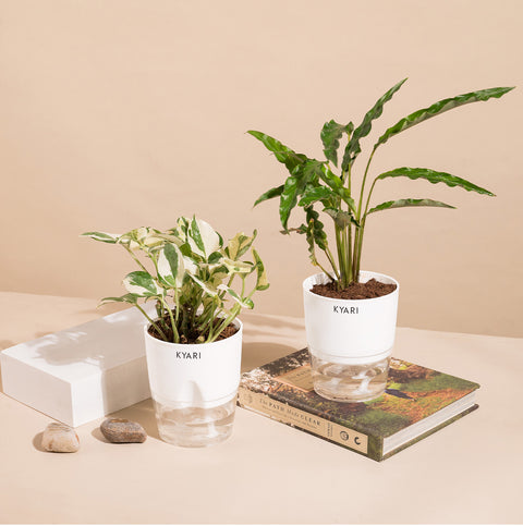 Set of 2 - Money N'Joy & Calathea Rufibarba Plant