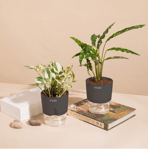 Set of 2 - Money N'Joy & Calathea Rufibarba Plant