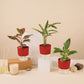 Set of 3 - Calathea Rufibarba & Aglaonema Lipstick & Peace Lily Plant