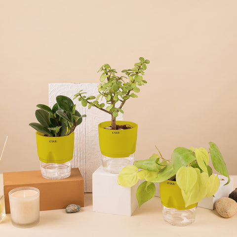 Set of 3 - Lucky Jade & Peperomia Green & Golden Money Plant