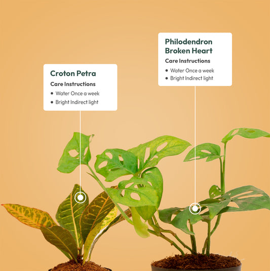 Set of 2 - Philodendron Broken Heart & Croton Petra Plant