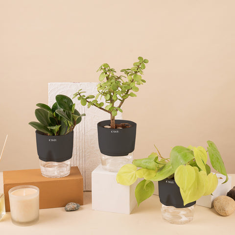 Set of 3 - Lucky Jade & Peperomia Green & Golden Money Plant