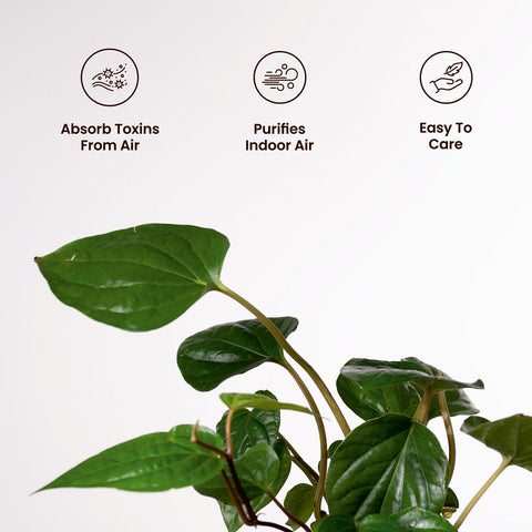 Betel Leaf Plant with Medium Metal Self Watering Pot