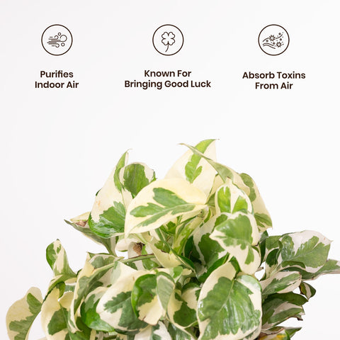 Money N'Joy Plant with Medium Metal Self Watering Pot