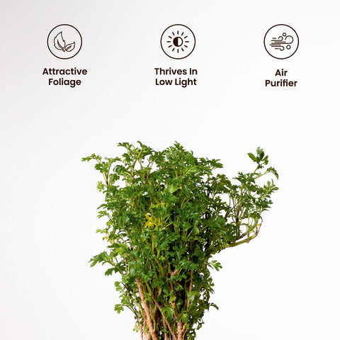 Aralia Green Plant with Medium Metal Self Watering Pot