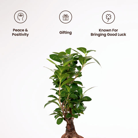 Lucky Bonsai Plant with Medium Metal Self Watering Pot