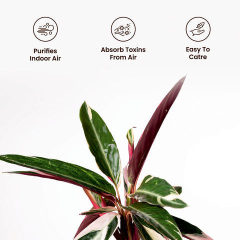 Calathea Triostar Plant with Medium Metal Self Watering Pot