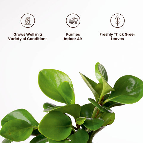 Peperomia Green Plant with Medium Metal Self Watering Pot