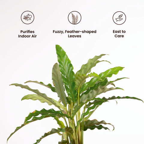 Calathea Rufibarba Plant with Medium Metal Self Watering Pot