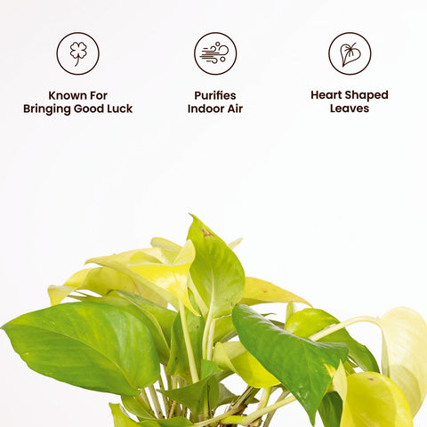 Golden Money Plant with Medium Metal Self Watering Pot