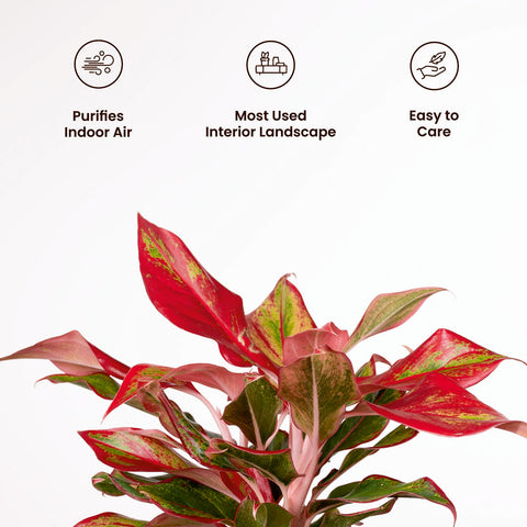 Aglaonema Lipstick Plant with Medium Metal Self Watering Pot
