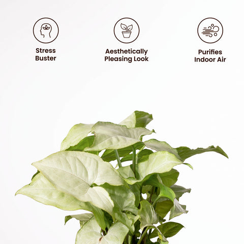 Syngonium Pixie White Plant with Medium Metal Self Watering Pot