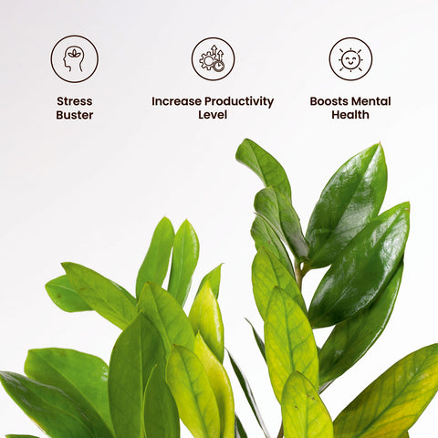 Zamia Green - ZZ Plant with Medium Metal Self Watering Pot