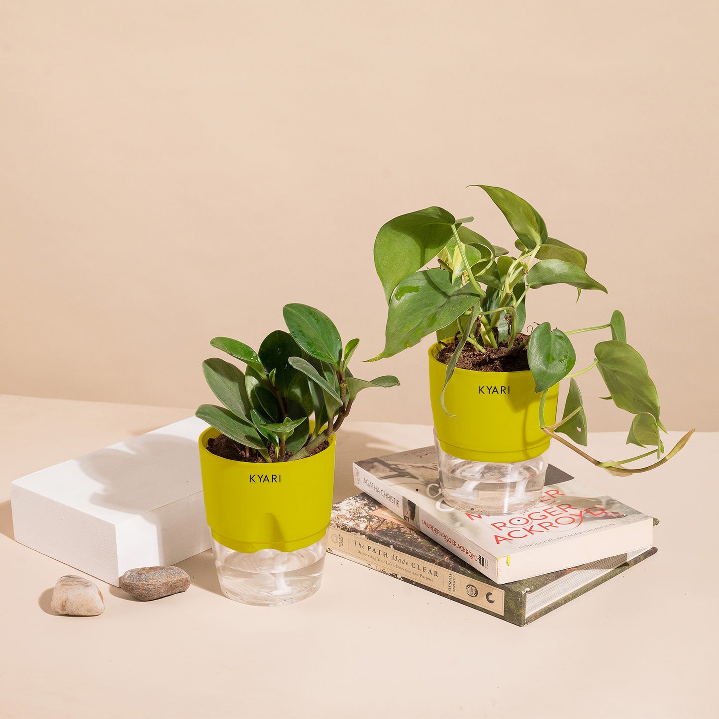 Set of 2 - Peperomia Green & Money variegated Plant