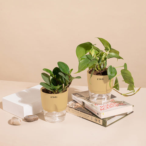 Set of 2 - Peperomia Green & Money variegated Plant