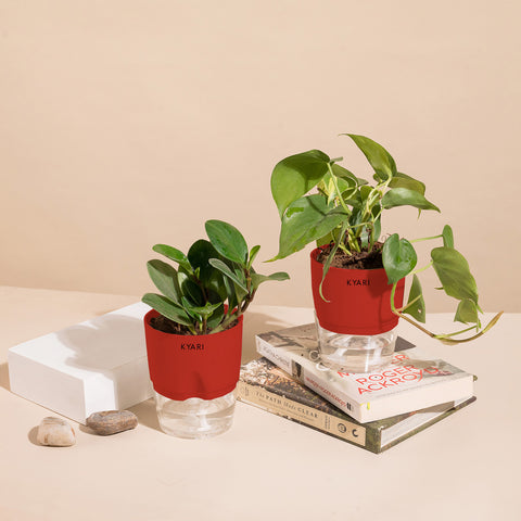 Set of 2 - Peperomia Green & Money variegated Plant