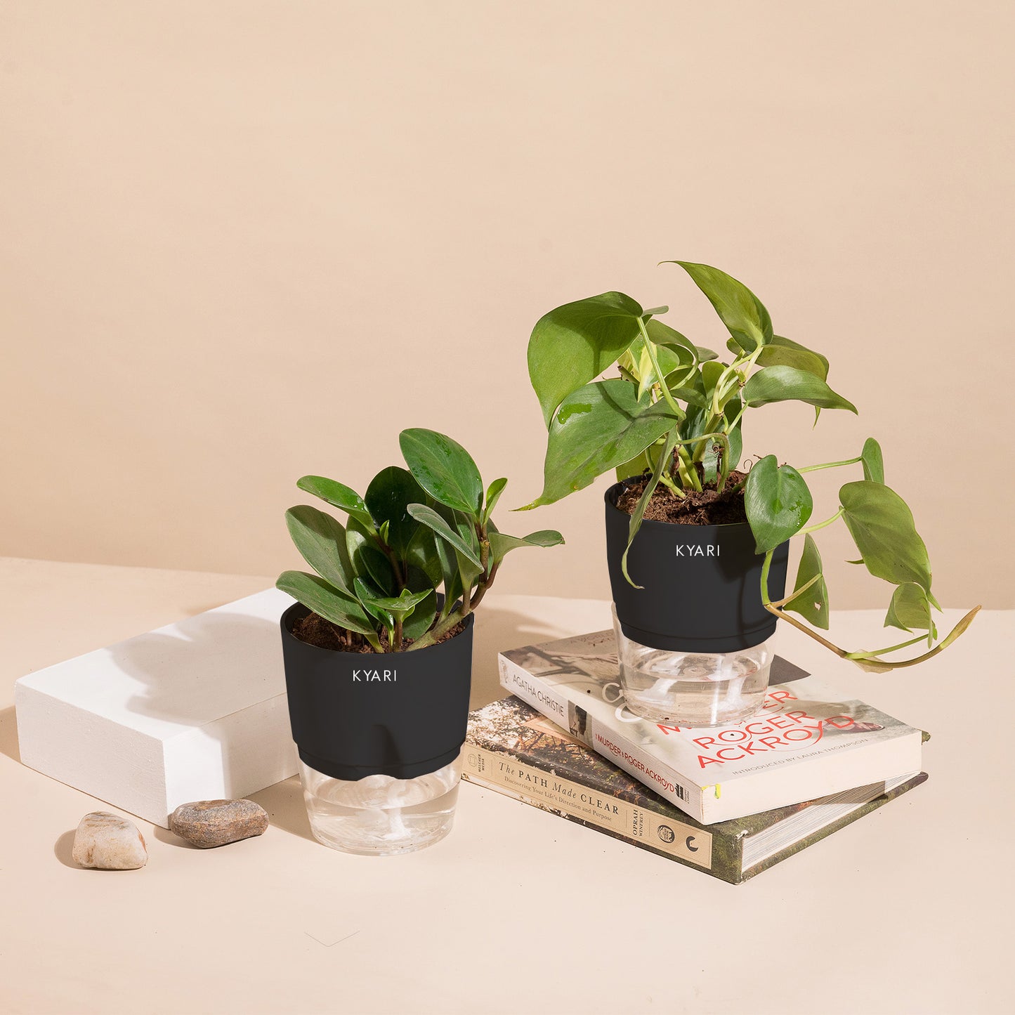 Set of 2 - Peperomia Green & Money variegated Plant