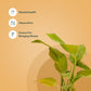 Set of 2 - Money variegated & Peperomia Variegated Plant