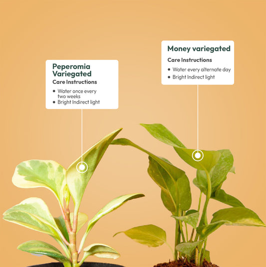 Set of 2 - Money variegated & Peperomia Variegated Plant