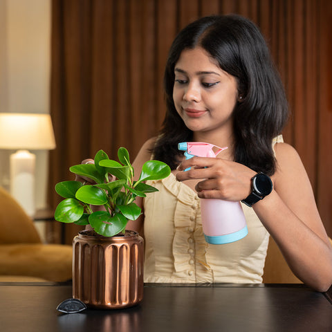 Peperomia Green Plant with Medium Metal Self Watering Pot