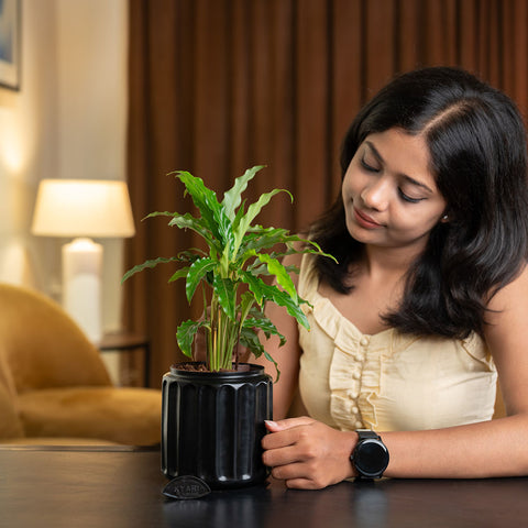 Calathea Rufibarba Plant with Medium Metal Self Watering Pot