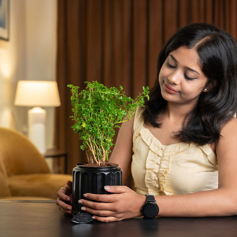 Aralia Green Plant with Medium Metal Self Watering Pot
