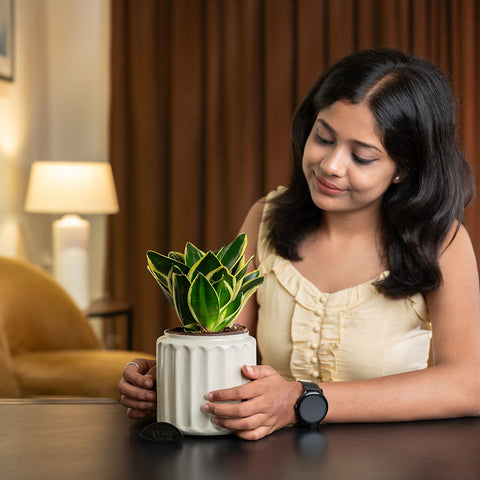 Golden Hahnii Snake Plant with Medium Metal Self Watering Pot
