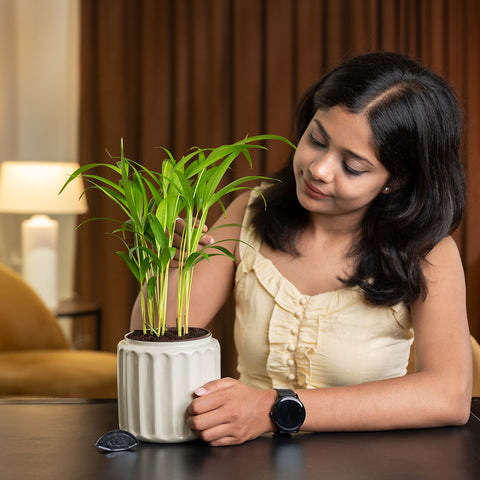 Spider Plant with Medium Metal Self Watering Pot